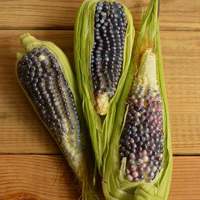 7月6日免费节点分享|18.6M/S，Singbox节点/Shadowrocket节点/V2ray节点/Clash节点|免费上网梯子每天更新